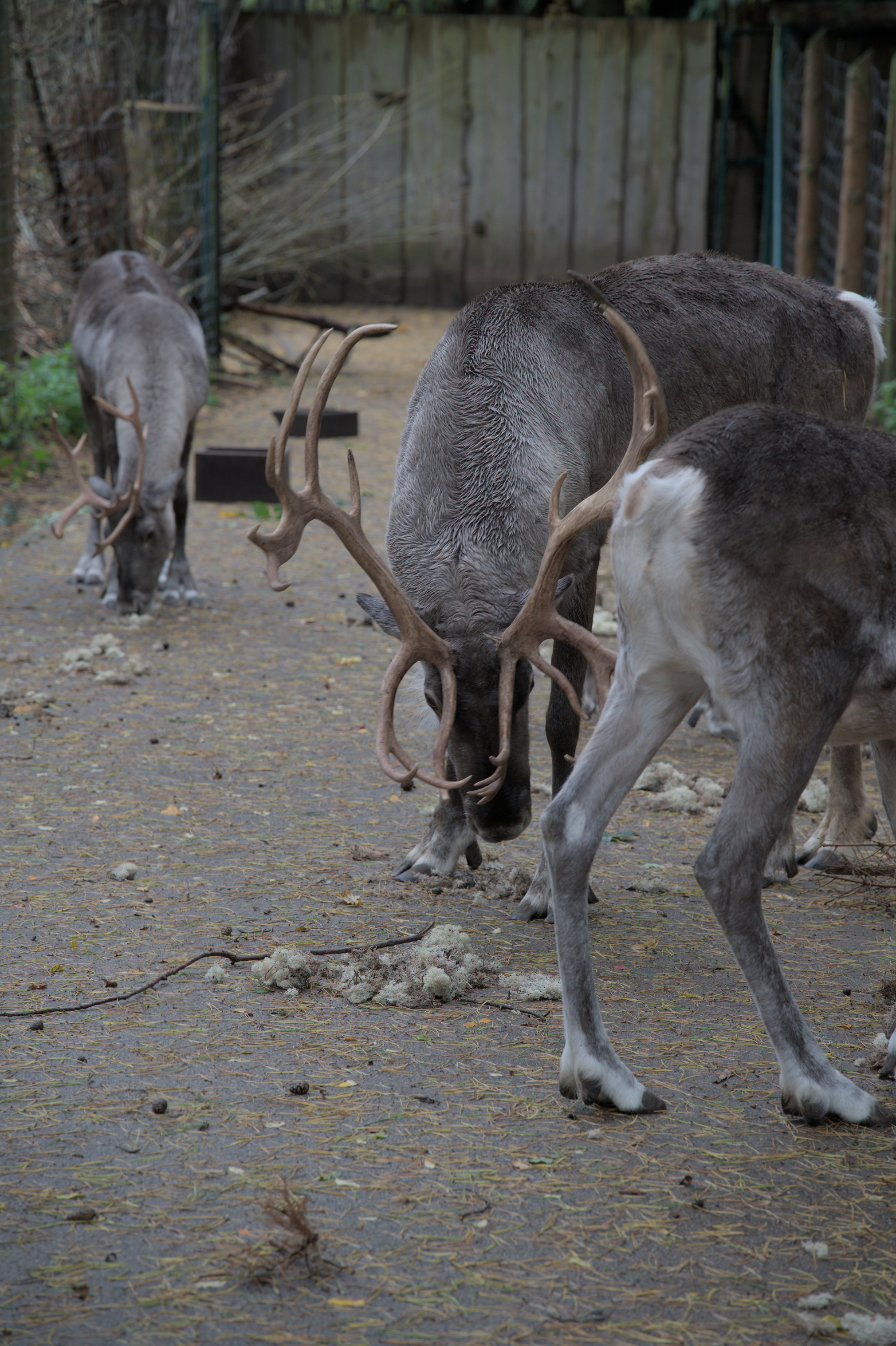 2025/10/12 - zoo/DSC_0078.jpg